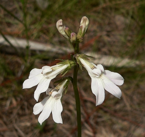 {Lobelia paludosa}